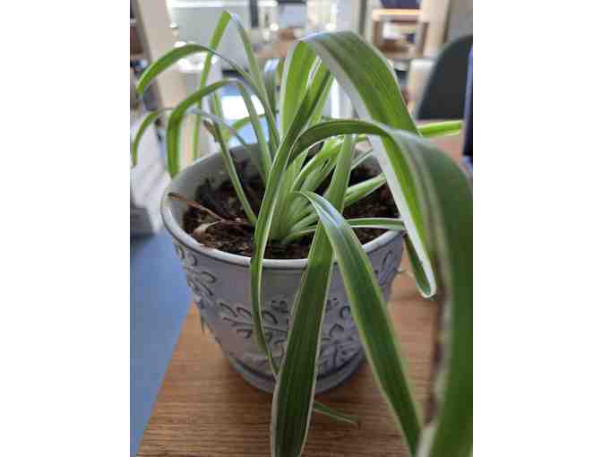 2 Plants w/ Clay Pots - Photo 1