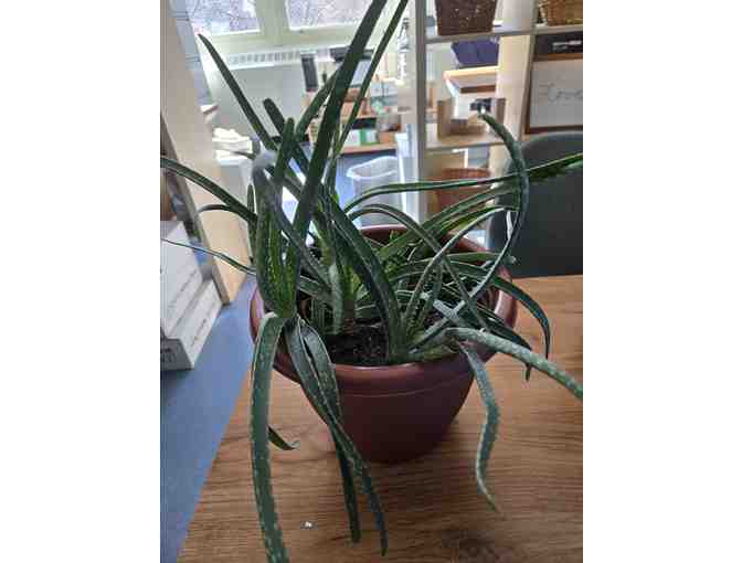 2 Plants w/ Clay Pots - Photo 2