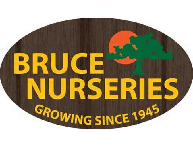 Three Delta Dawn - Perennials