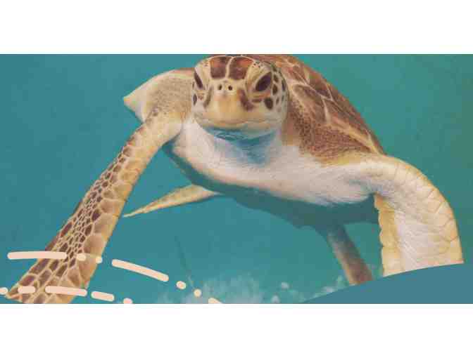 A Day at the Clearwater Marine Aquarium - pack of 8 tickets! - Photo 2