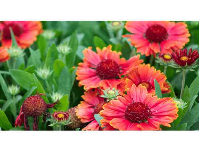 Succulent Sculpture and four (4) Tickets to San Diego Botanic Garden