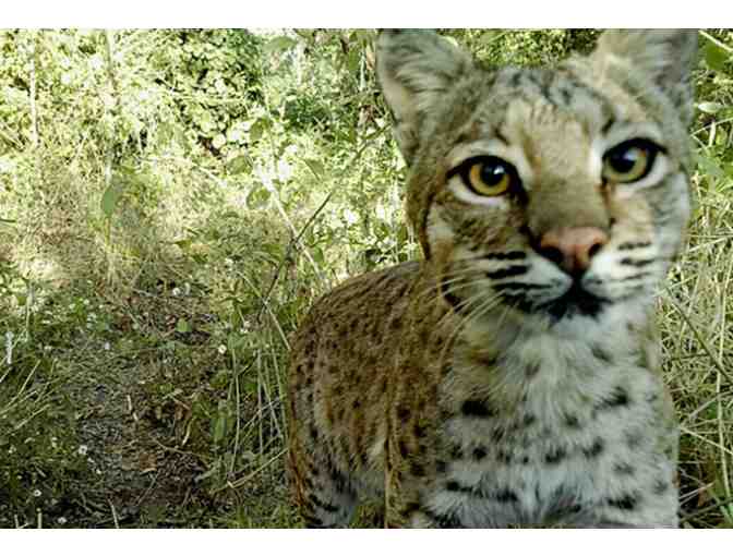 Heard Natural Science Museum & Wildlife Sanctuary four general admission tickets (McKinney, TX)