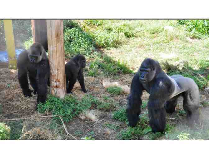 Little Rock Zoo four admission passes (Little Rock, AZ)