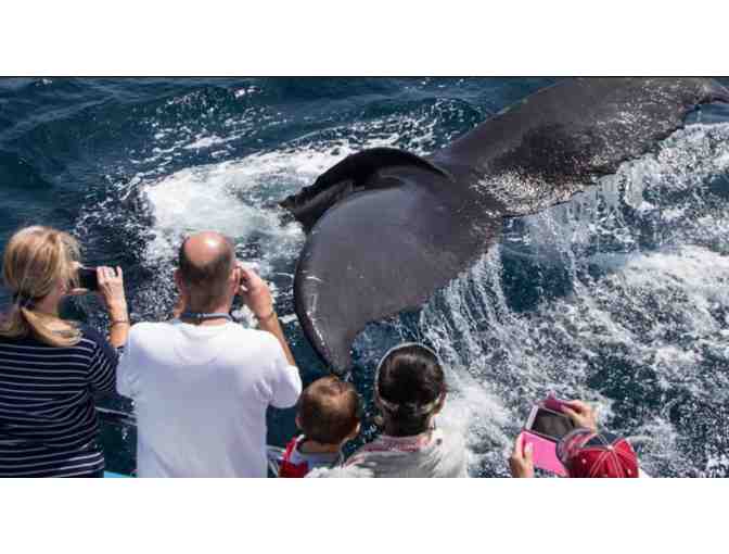 Whale Watching Cruise for two (Newport Beach, CA)