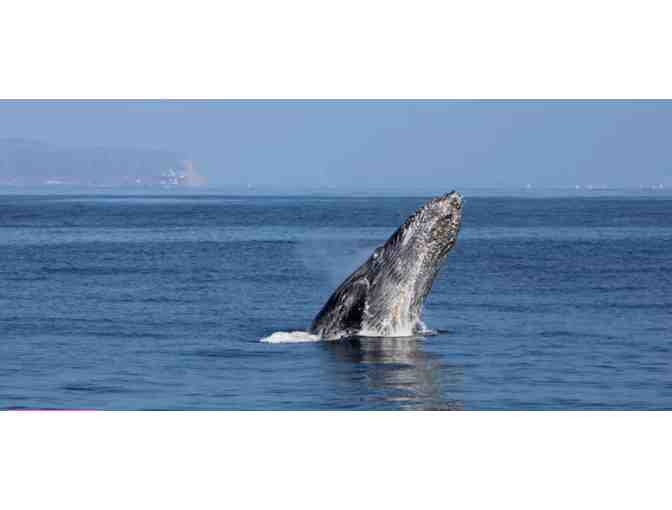 Enjoy 3 nights luxury condo San Diego + Whale Watching - Photo 1