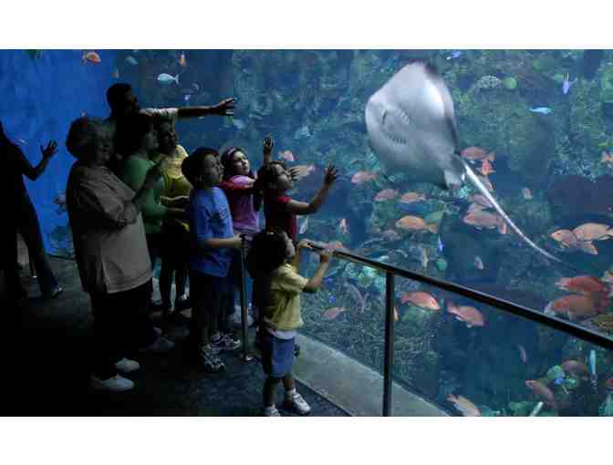 5 night San Diego VIP Aquaium and Tide Pools Expereince + Gift - Photo 1