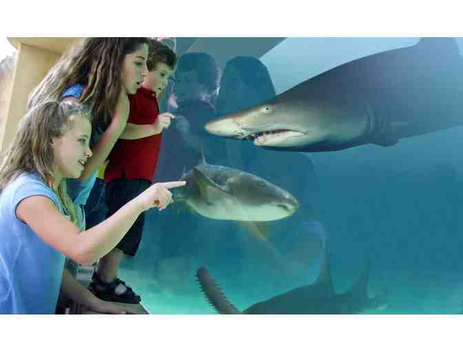 5 night San Diego VIP Aquaium and Tide Pools Expereince + Gift - Photo 2