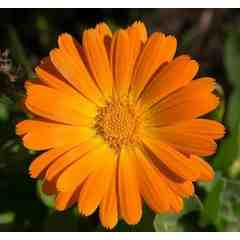 Thank you Julie Mann!