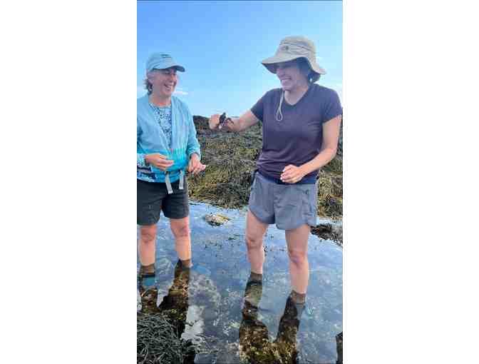 3-hour Adventure into Maine's Intertidal Region by Coast Encounters