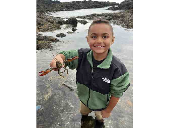 3-hour Adventure into Maine's Intertidal Region by Coast Encounters