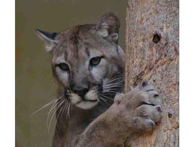 Four Passes to Great Cats World Park