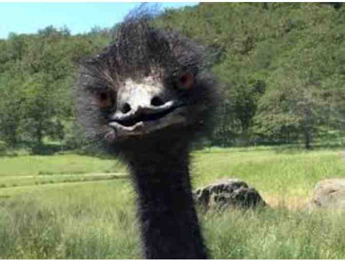 Four Passes to Wildlife Safari - Photo 2