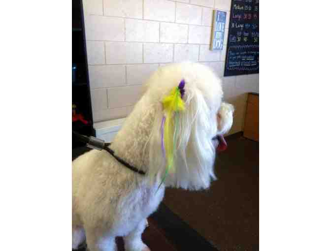 $100 in Grooming Services from Lucky Dog Pet Salon #2