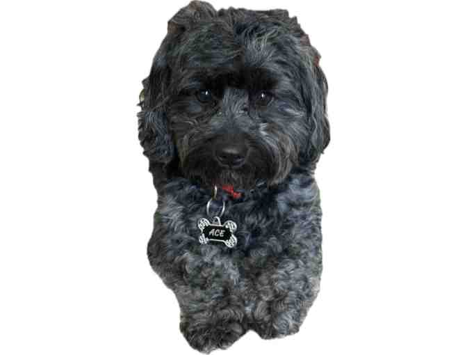 PetSmart $100 Gift Card - Photo 1