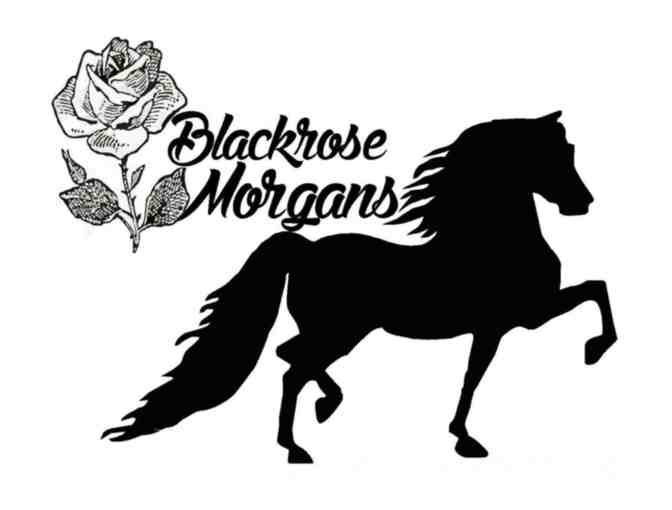 Certificate for One 4-week session - Photo 1