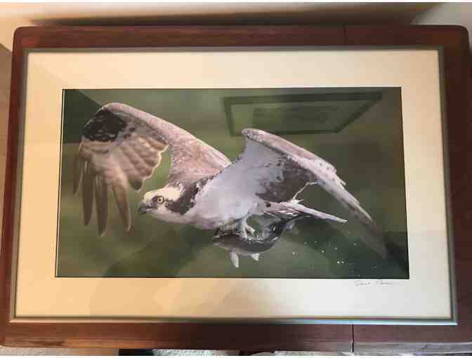 Framed Print Wildlife Photograph