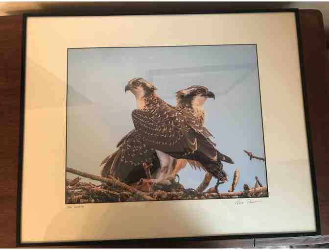 Framed Print Wildlife Photograph