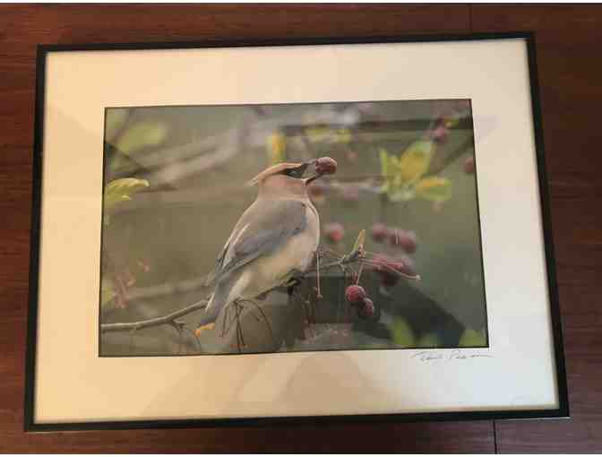 Framed Print Wildlife Photograph