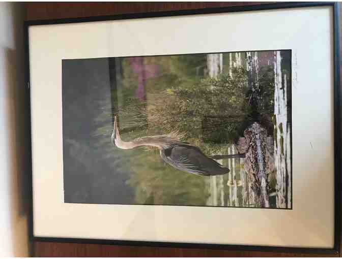 Framed Print Wildlife Photograph