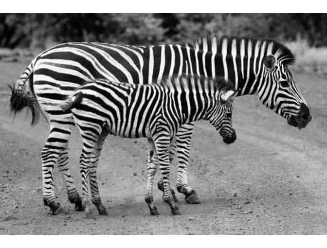 African Photo Safari for 2 - Photo 3