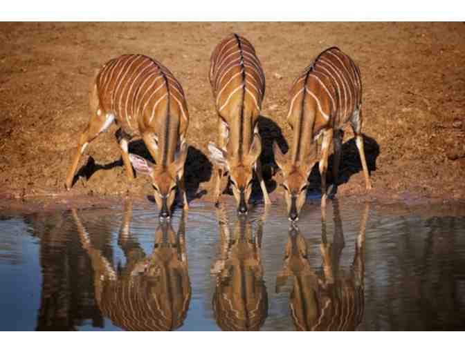 African Photo Safari for 2 - Photo 5