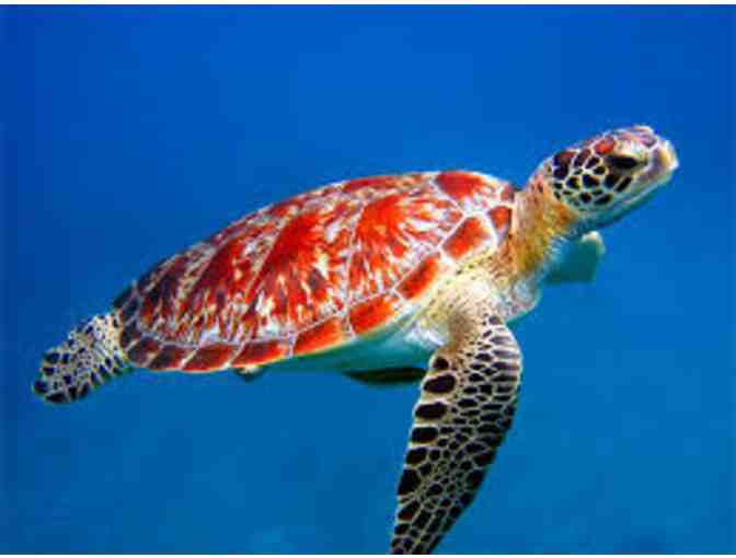 New England Aquarium & IMAX Theater tix for 4 PLUS $50 G.C. for James Hook Co