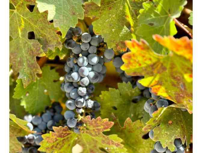 Wine Tasting For 4 and Small Cheese Plate