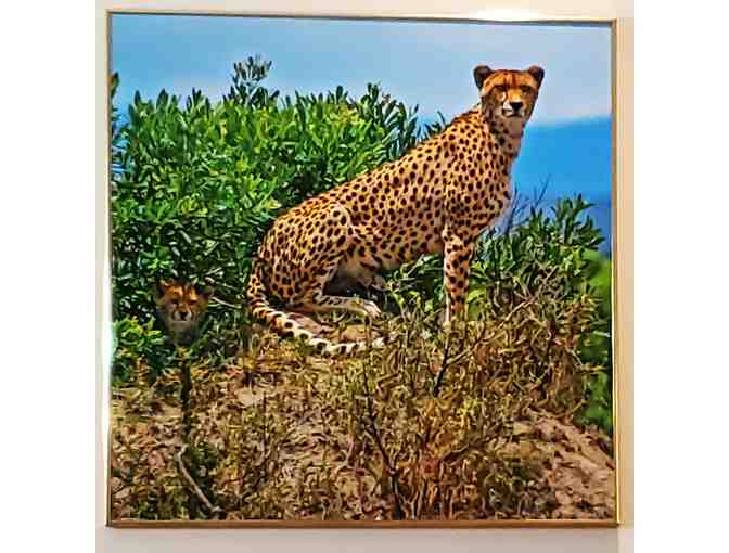 Artistic, Original Photo by M. Wasson: Cheetah standing Guard 26.25" x 26.25" - Photo 1