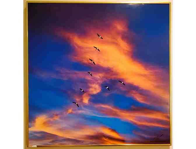 Art -- Original photo by Merle Wasson -- Sunset Flight -- 26.25" x 26.25" - Photo 1