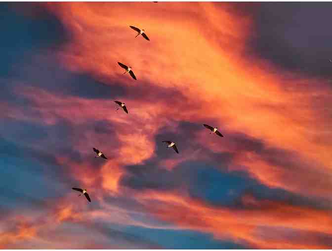 Art -- Original photo by Merle Wasson -- Sunset Flight -- 26.25" x 26.25" - Photo 3