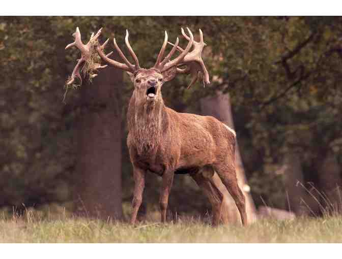 New Zealand Hunting Trip for Four Hunters