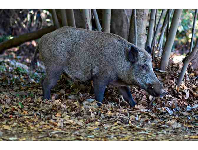 New Zealand Hunting Trip for Four Hunters