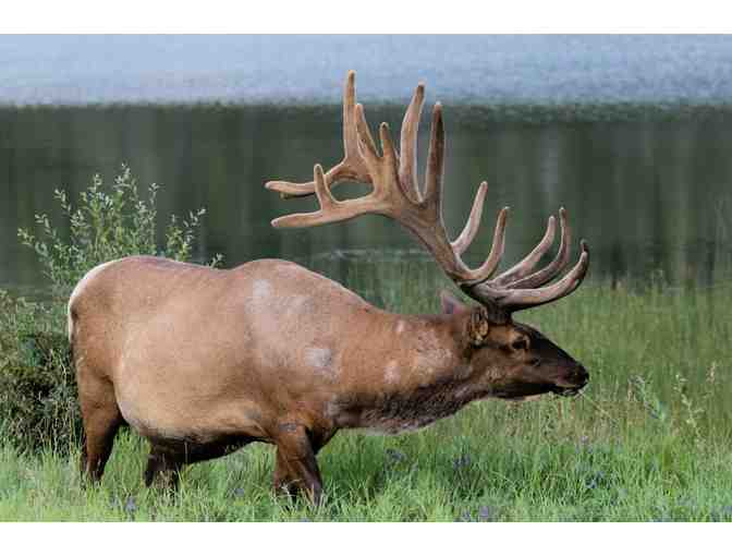New Zealand Hunting Trip for Four Hunters