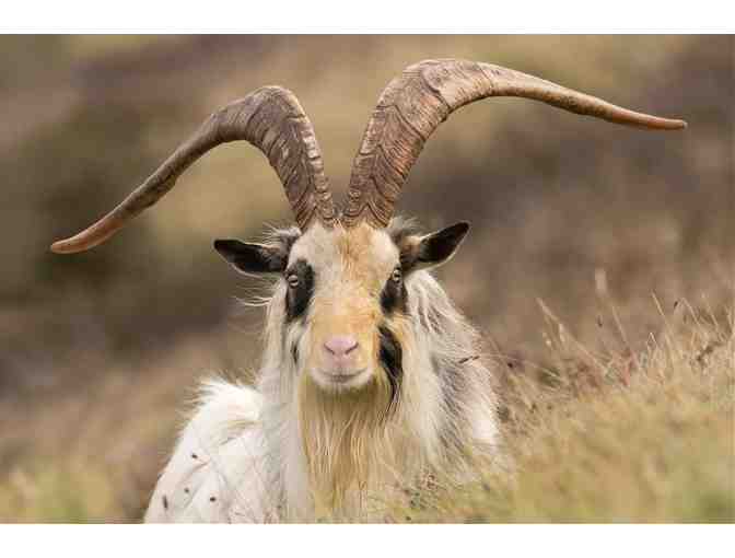 New Zealand Hunting Trip for Four Hunters