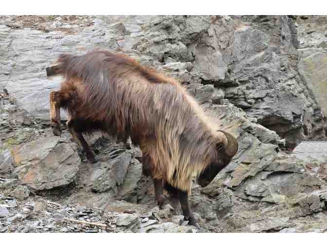 New Zealand Hunting Trip for Four Hunters