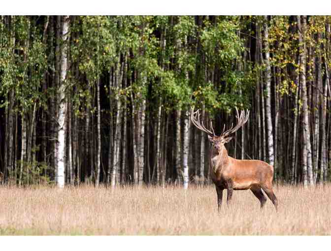 New Zealand Hunting Trip for Four Hunters