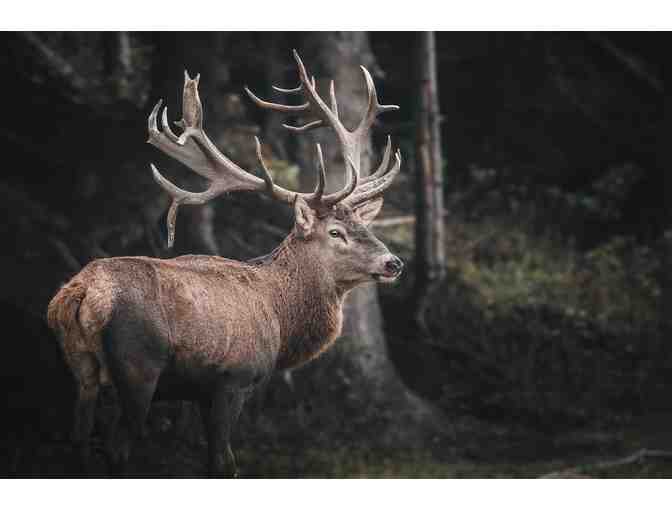 New Zealand Hunting Trip for Four Hunters