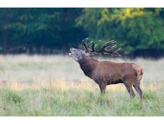 New Zealand Hunting Trip for Four Hunters