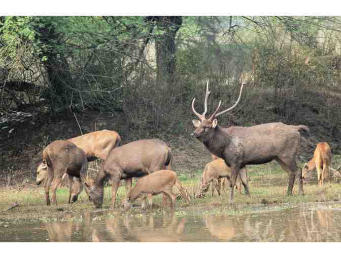 New Zealand Hunting Trip for Four Hunters