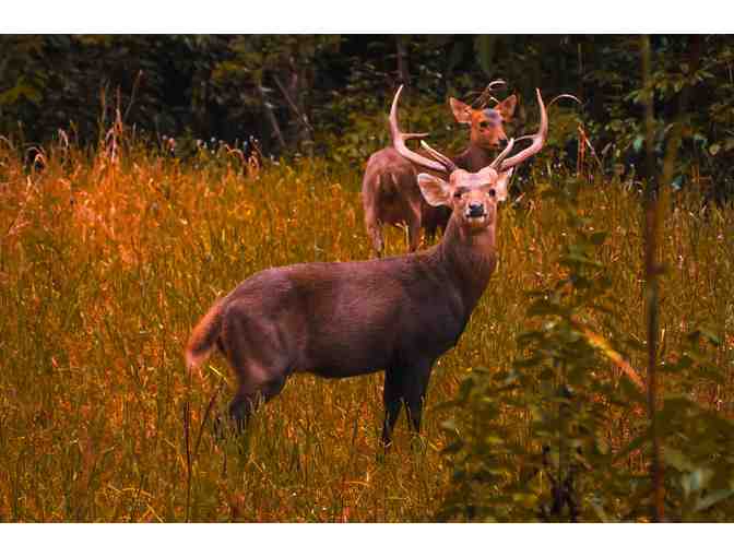 New Zealand Hunting Trip for Four Hunters