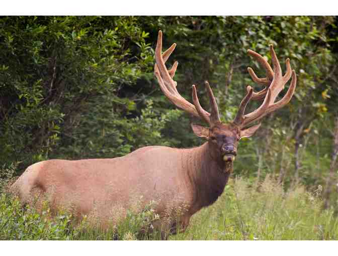 New Zealand Hunting Trip for Four Hunters