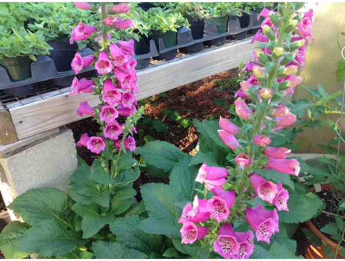 Stamp Farms $50 Gift Certificate