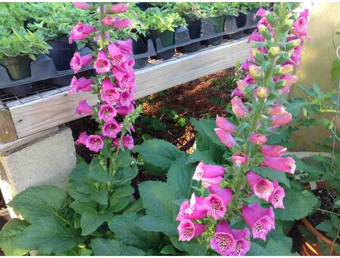 Stamp Farms $50 Gift Certificate