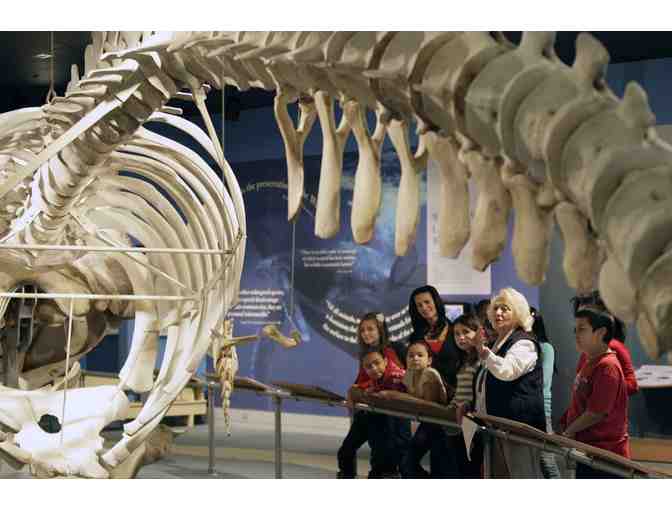 New Bedford Whaling Museum - Four Admit One Passes