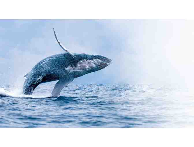 New Bedford Whaling Museum - Four Admit One Passes