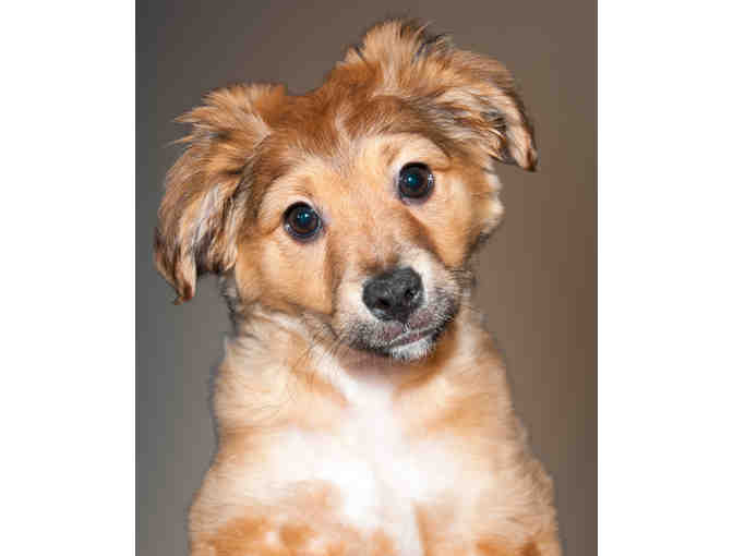 1 Hour Photo Session Pet or People Portrait Session with Photos by Nanci