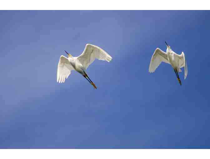 2 Wildlife Kayak Tour Tickets