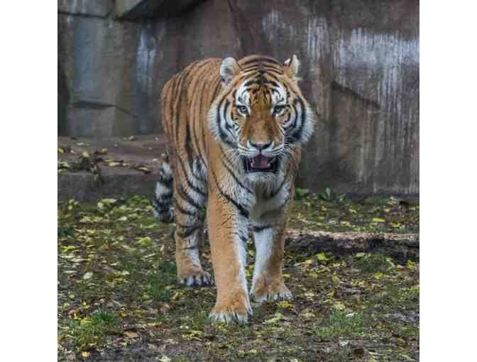 Visit The Milwaukee County Zoo II