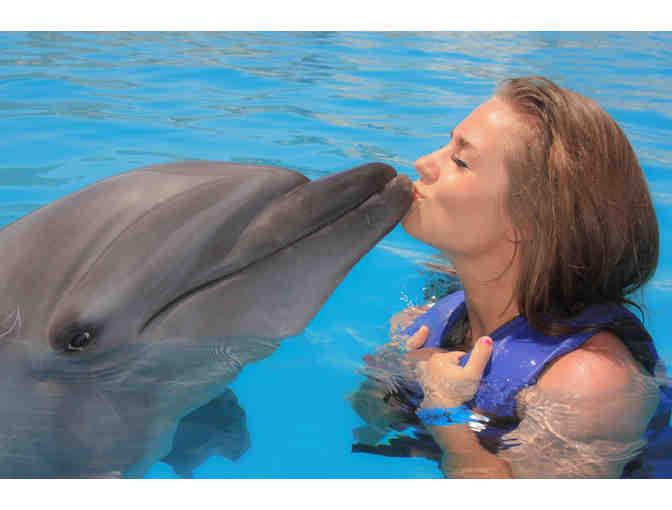 Dolphin Signature swim at Dolphin Discovery for 2 persons (cert.1)