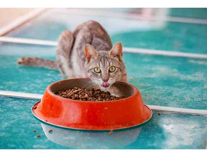 BE A HERO - FEED A HUNGRY CAT! MAKE A DIFFERENCE TODAY!